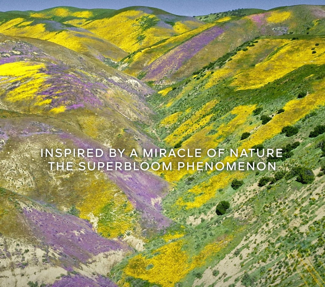 A scenic photograph of rolling hills covered in dense yellow and purple wildflowers, with white text overlaid across the center reading, 'INSPIRED BY A MIRACLE OF NATURE THE SUPERBLOOM PHENOMENON.'.